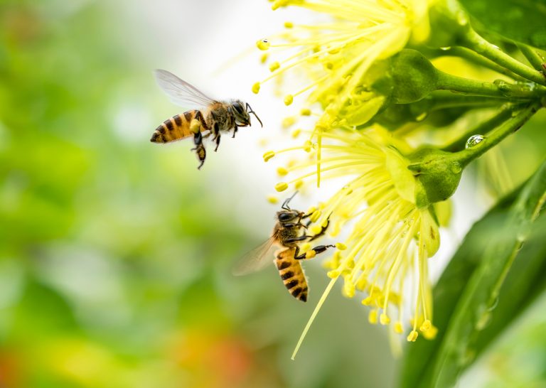 Positive Moves on Biodiversity in ESG Policies